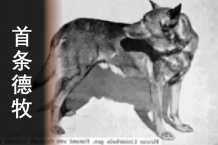 世界上第一条正式注册德牧